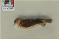 藏品(白頭翁)的圖片